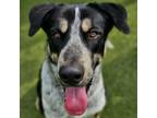 Adopt Niles a Cattle Dog, Great Pyrenees