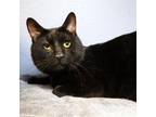 Adopt Dutch a Domestic Short Hair