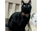 Adopt Dutch a Domestic Short Hair