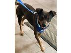 Adopt TANNER a Miniature Pinscher