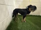 Adopt CANOLLI a Dachshund, Mixed Breed