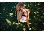 Adopt KISMET a Pit Bull Terrier
