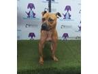 Adopt VELOCIRAPTOR a Pit Bull Terrier