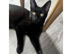 Adopt Salem a Domestic Short Hair