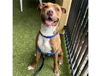 Adopt Slinky a Pit Bull Terrier
