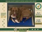 Adopt Philly a Mixed Breed