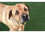 Adopt MARLEY a Labrador Retriever, Golden Retriever