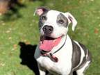 Adopt FLASH a American Staffordshire Terrier, Mixed Breed