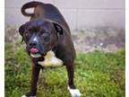 Adopt SAUSAGE a Pit Bull Terrier