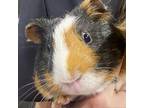 Adopt Patrick 3 a Guinea Pig