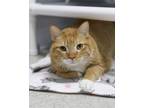 Adopt Purely Pierre a Domestic Short Hair