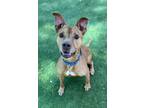 Adopt SQUIBBLES a Mixed Breed