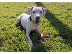 Adopt BOSS a Pit Bull Terrier, Mixed Breed