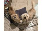 Adopt Bentley and Rocco a Yorkshire Terrier, Shih Tzu