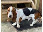 Adopt Major a Basset Hound