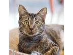 Adopt Lucky Ducky a Domestic Short Hair