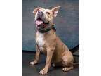Adopt Brady a Pit Bull Terrier, Mixed Breed