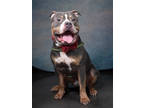 Adopt Pardi a Pit Bull Terrier, Mixed Breed