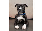 Adopt Robby a Pit Bull Terrier, Mixed Breed