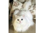 Adopt BOWIE a Persian