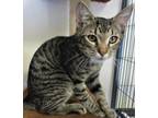 Adopt 6364 Neo a Domestic Short Hair, Tabby