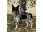 Adopt 6482 Orrie a Catahoula Leopard Dog, Mixed Breed