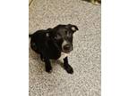 Adopt Griggs a Black Labrador Retriever, Mixed Breed