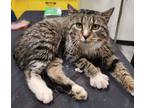 Adopt Brody a Domestic Short Hair