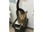 Adopt Sirtur a Domestic Short Hair