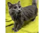 Adopt Sylvester a Domestic Medium Hair