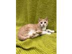 Adopt Butterscotch a Domestic Short Hair