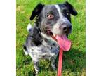 Adopt Baxter a Border Collie, Cattle Dog