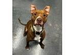 Adopt Apollo a Pit Bull Terrier