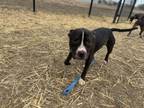Adopt Philly a Pit Bull Terrier, Mixed Breed