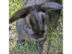 Adopt Shade a Bunny Rabbit