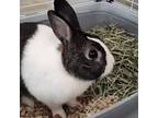Adopt Peter Rabbit a Dutch