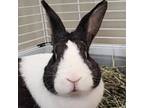 Adopt Peter Rabbit a Dutch