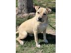 Adopt Tucker a Labrador Retriever, Mixed Breed