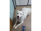 Adopt Rootey a Great Pyrenees