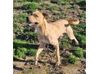 Adopt Fred a Retriever, American Staffordshire Terrier