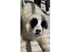 Adopt Rexton a Great Pyrenees, Mixed Breed