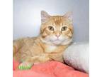 Adopt Wesley a Domestic Short Hair