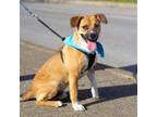 Adopt Porter a Beagle, Mixed Breed