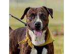 Adopt Tater a Pit Bull Terrier, Boxer