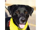 Adopt Chipper a Pit Bull Terrier, Black Labrador Retriever