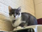 Adopt DEXTER a Domestic Short Hair