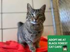 Adopt MAGEE a Domestic Short Hair