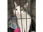 Adopt Chicken a Domestic Short Hair