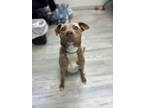 Adopt Hennessy a Pit Bull Terrier, Mixed Breed