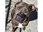 Adopt Ace a Pit Bull Terrier, Mixed Breed